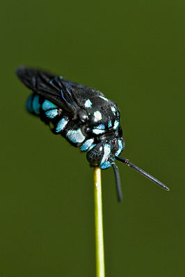 Thyreus nitidulus