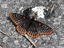 Baltimore Checkerspot.jpg