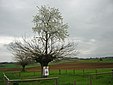 Bialbero di Casorzo, arbre épiphyte.