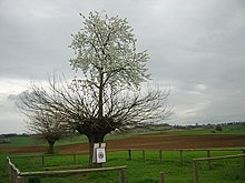 Bialbero di Casorzo (2005)