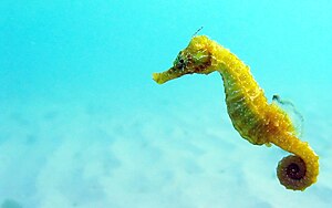The Black-Sea seahorse is a rare sight in the ...