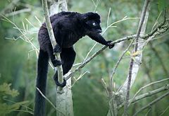 ♂ Eulemur flavifrons