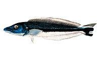 Blue blanquillo, Malacanthus latovittatus