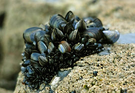 Geweune mussels (Mytilus edulis) ip e rotse