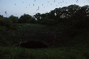 Bracken Cave bats emerging from the cave