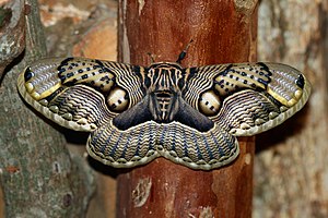 Brahmeid Moth (Brahmaea wallichii insulata) at...