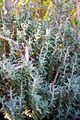 Teucrium marum