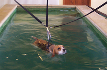 A beagle swimming in a harness in a hydrotherapy pool Caninehydrotherapy.png