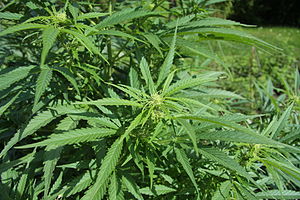 삼(Cannabis sativa)