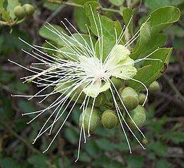 Capparis tomentosa