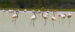 A flock of American flamingos (Phoenicopterus ruber).