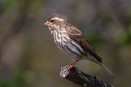 Carpodacus purpureus CT4