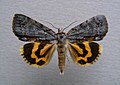 Catocala grynea woody underwing