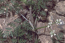 Caucalis platicarpos1-eF.jpg