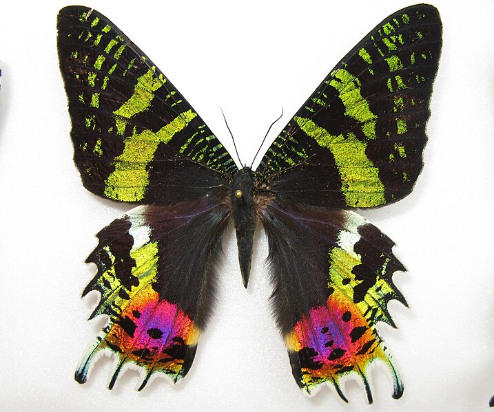 나비 의 특징