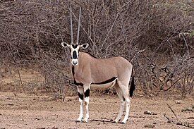 Naarasbeisa (Oryx beisa beisa)