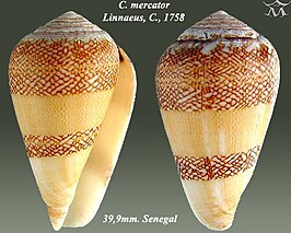 Conus mercator