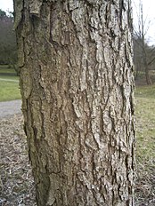 Bark