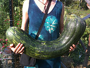 Cucurbita moschata Largo de Nápoles (Lungo di Napoli, Long of Naples), incluido en el grupo anterior.[56]​ Al igual que los anteriores y sus descendientes de tipo 'Butternut', es muy apreciado para consumir inmaduro.[cita 20]​