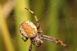 Cyclosa fuliginata