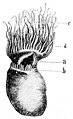 Die Gartenlaube (1894) b 602.jpg Das Rätsel der Hydra: Figur 1