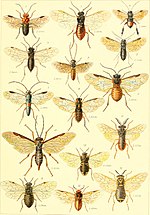 Miniatura per Hymenoptera