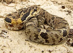 Eastern hognose snake