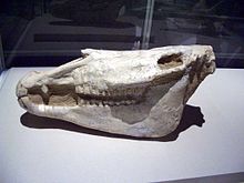 Skull of a giant extinct horse, Equus eisenmannae Equus eisenmannae.JPG