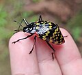 Fotografia de Erotylus histrio, erotilídeo cujo padrão de cores é mimetizado por P. corallifer.[1][8]