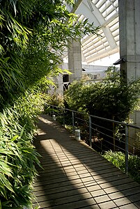 Plantas trepadoras en los muros.