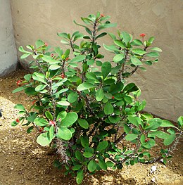 Dygliuotoji karpažolė (Euphorbia milii)