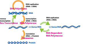 The extended central dogma of molecular biology includes all the processes involved in the flow of genetic information. Extended Central Dogma with Enzymes.jpg