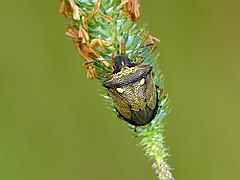 Eysarcoris aeneus.