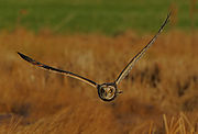 Flickr - Rainbirder - Short-eared Owl (Asio flammeus).jpg