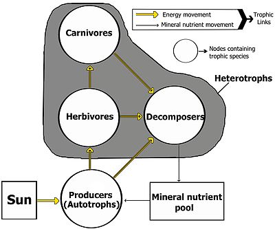 D), a food chain/food web pyramid. 8, A pyramid of numbers shows that in an  ecosystem. A), there are always a large number of producers at the bottom and.