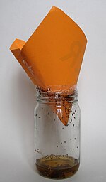 This device can trap fruit flies, but if it trapped atoms when placed in gas that already uniformly fills the available phase space, then both Liouville's theorem and the second law of thermodynamics would be violated. Fruit fly trap.jpg