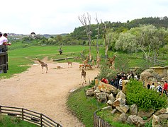 Enclos des girafes.