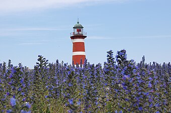 The När Lighthouse with Echium vulgare