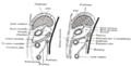 Vị trí mạc nối lớn (greater omentum) đối với đại tràng ngang (transverse mesocolon).