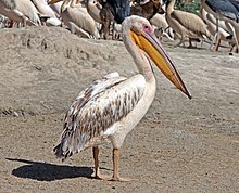 Большой белый пеликан (Pelecanus onocrotalus) .jpg