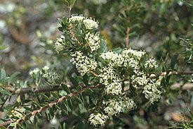 Hakea ruscifolia в Австралийском национальном ботаническом саду.