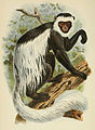 Colobus guereza