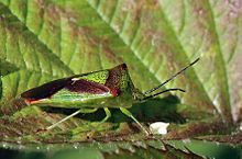 Hawthorn shield bug (Acanthosoma haemorrhoidale).jpg