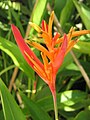 Heliconia aurantiaca