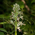 Bocks-Riemenzunge (Himantoglossum hircinum}