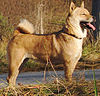 Hokkaido Inu (Japón)