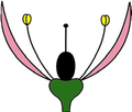 Monoclamídea (sin sépalos) o bien Homoclamídea (pétalos y sépalos iguales)