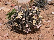 Hoodia Research