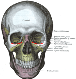 Infraorbital margin.PNG