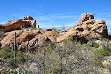 Cacti and other desert plants surround a rock formation with horizontal banding.